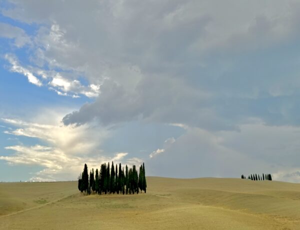Forest for the Trees: Umbria I - Image 4