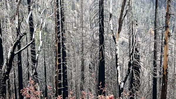 Forest for the Trees: Kings Canyon_short - Image 5