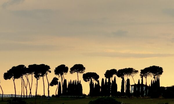 Forest for the Trees: Umbria II - Image 2