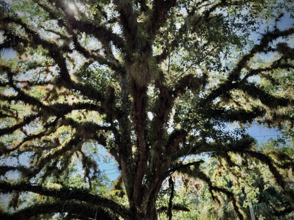 Forest for the Trees: Florida Ancient Live Oak - Image 5