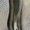 Black Scallion Plate